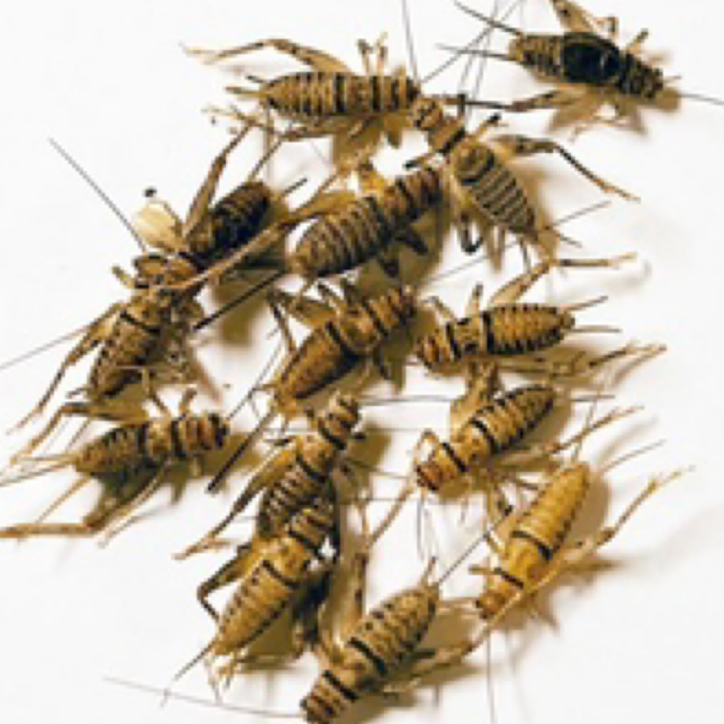 Banded Crickets | Back Road Reptiles and Exotics LLC